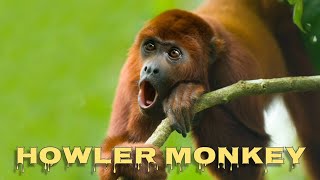 Howler monkey sound [upl. by Irol]