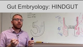 Hindgut  Embryology [upl. by Eada166]