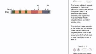 RNA Processing in eukaryotes Animation [upl. by Bendix486]