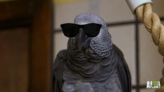 Meet Santos The Rapping Potty Mouth Parrot [upl. by Aznerol239]