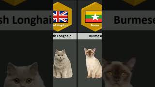 Cat Breeds From Different Countries [upl. by Lisandra]