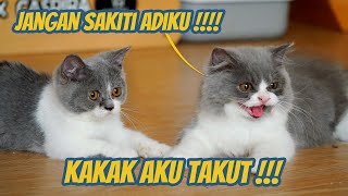 KAKAK KUCING MELINDUNGI ADEKNYA YANG KETAKUTAN [upl. by Richarda]