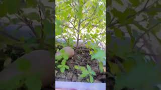 Tulasi ji gardenning tulsi nature ytviral trending [upl. by Altman]