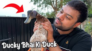 Ducky Bhai Ke Ghar Duck Aa Gayi 😍 [upl. by Luttrell]