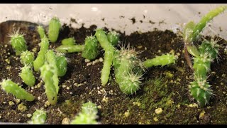 How I Grow Ferry Morse Cactus Seeds [upl. by Service]