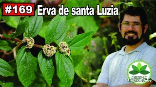 Autor da Própria Saúde  Erva de Santa Luzia Alergia febre diabetes ansiedade câncer [upl. by Gargan196]