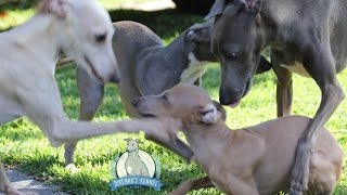 Filhotes Brincando  Italian Greyhound  Dirennas Kennel [upl. by Rosalyn]