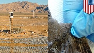 Worlds largest solar plant burning birds in Mojave Desert [upl. by Warfourd784]