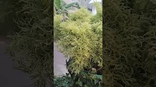 Polyscias fruticosa Evergreen shrub with spreading [upl. by Mihe521]