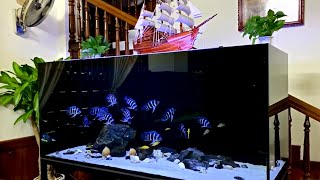 5 Insane Frontosa Cichlid Tank  Beautiful and Clean Frontosa Aquarium [upl. by Haerr]