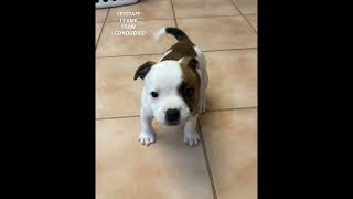 Staffordshire Bull Terriers dog staffy puppy [upl. by Connelley]