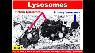 Practical for Cell membrane Mitochondria Golgi apparatus rER sER Lysosomes amp peroxisomes [upl. by Karolyn639]