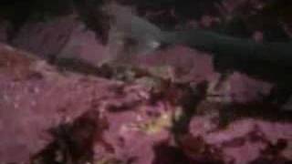 Giant Octopus Eats Sharks at Aquarium [upl. by Kimon]