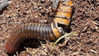 carnivorous dung beetles eating a millipede alive [upl. by Millisent]