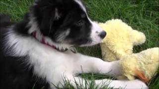 10 week old Border Collie puppy  Tricks and Training [upl. by Bluhm27]