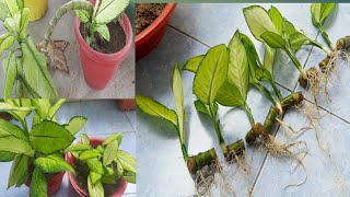 Dieffenbachia plants propagate from cuttinghow to propagate dieffenbachia plant [upl. by Linea]