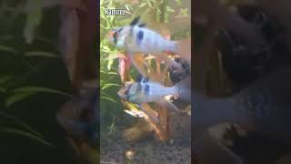 3 VARIEDADES DE RAMIREZI acuario peces ciclidos [upl. by Yenar]