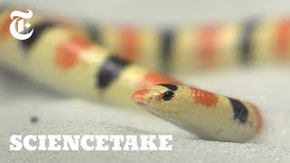 How This Snake Swims Under Sand  ScienceTake [upl. by Akemehs]