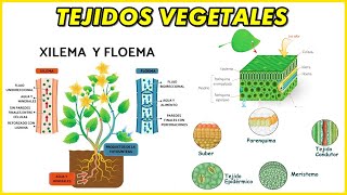 TEJIDOS VEGETALES Meristemático Epidermis Peridermis Xilema Floema Esclerénquima Colénquima [upl. by Muns]