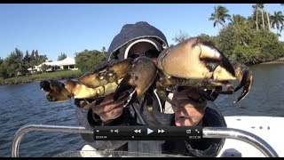 Catching Cooking and Eating Blue Crabs and Stone Crabs same time [upl. by Merwyn2]