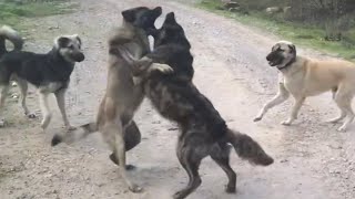 First encounter and confrontation with quotothersquot Kangal dog nine months old [upl. by Columbine]