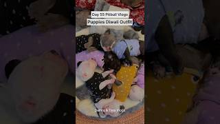 Pitbulldog puppies Diwali Outfit 💥shorts [upl. by Eipper625]