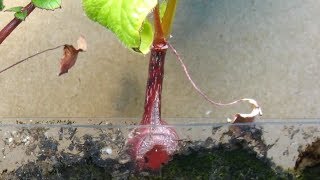 Time Lapse of Radish From Seed to Taproot [upl. by Shana]