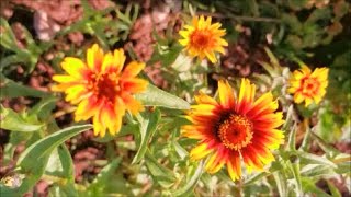 How to Grow Zinnia from Seed [upl. by Hebert]