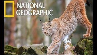 Wildlife  Dangerous Predators in The Blackwater Swamp Nat Geo Wild [upl. by Leonor]