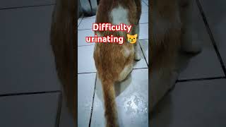 Anu ang home remedies sa pusa nahihirapan umihi youtubeshorts [upl. by Matrona]