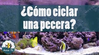 ¿Cómo ciclar una pecera [upl. by Polinski]