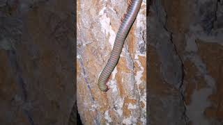 Cute Millipede Animal 😱😲😮 millipede animals cuteanimals [upl. by Boutis]