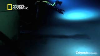 James Cameron Dives to Deepest Part of the Ocean Inside the Mariana Trench [upl. by Anaher426]