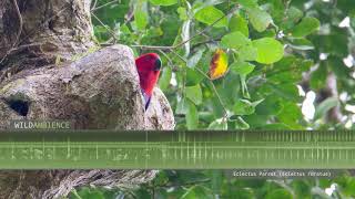 Eclectus Parrot Sounds amp Calls [upl. by Peirce491]