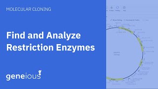 How To Find and Analyze Restriction Enzymes in Geneious Prime [upl. by Htebazile]