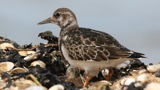 Ruddy Turnstone Feeding Techniques [upl. by Zuleika323]