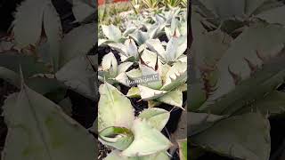 agaveplant agavelove agave succulent caudexplants bunga planfix [upl. by Acirej47]