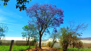 Árbol Jacaranda  Todo sobre el cuidados y caracteristicas [upl. by Duvall]