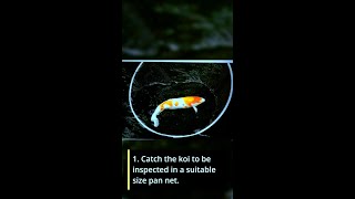 HOW TO CATCH KOI FISH IN A POND SINGLE HANDEDLY TESTED AND PROVEN GUIDE [upl. by Hannazus796]