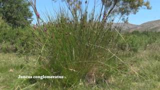 Juncus conglomeratus [upl. by Culley]