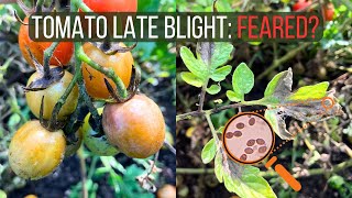 How to Identify and Cure Late Blight of Tomato Phytophthora infestans [upl. by Ytsirt]