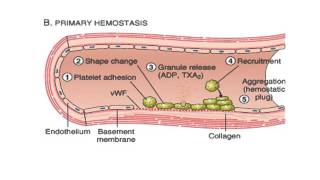 HEMATOLOGIE HEMOSTASE PRIMAIRE [upl. by Nowd796]