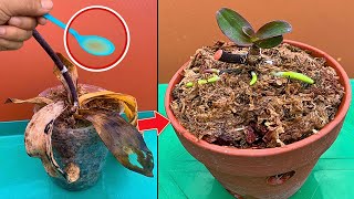 How to Save Orchids With Root Rot [upl. by Beller290]