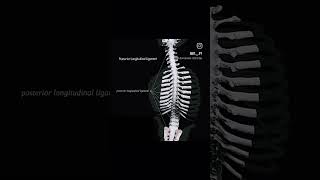 Posterior longitudinal ligament anatomy viralvideo biology science ytshort ytviral [upl. by Handy]