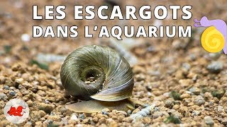 Les Escargots dans laquarium [upl. by Motch139]