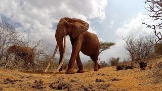 Elephant Has Longest Tusks [upl. by Sanalda]