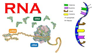 RNA structure and synthesis and types [upl. by Adnahc]