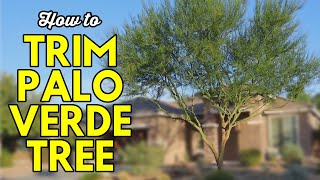 How to Trim a Palo Verde Tree [upl. by Annanhoj802]