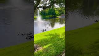 Watch till end  😂 birds twitcherlife birdspotting nature birdwatch wildlife birdwatching [upl. by Raman]