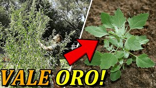 Esta planta es un SUPERALIMENTO 💥crece en tu PATIO O JARDÍN Quinoa Blanca Quelite Cenizo [upl. by Aisatan]